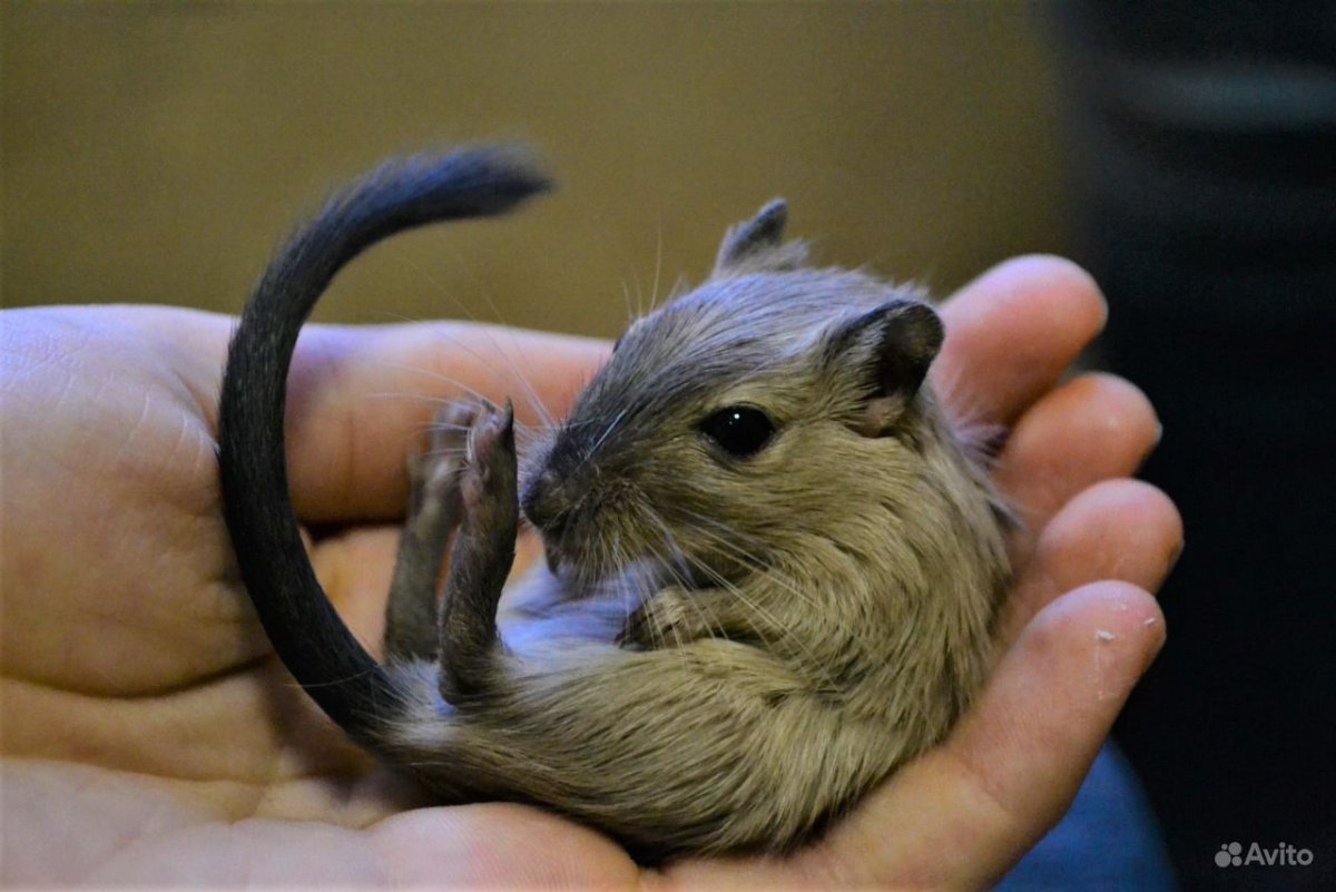 Песчанка грызун