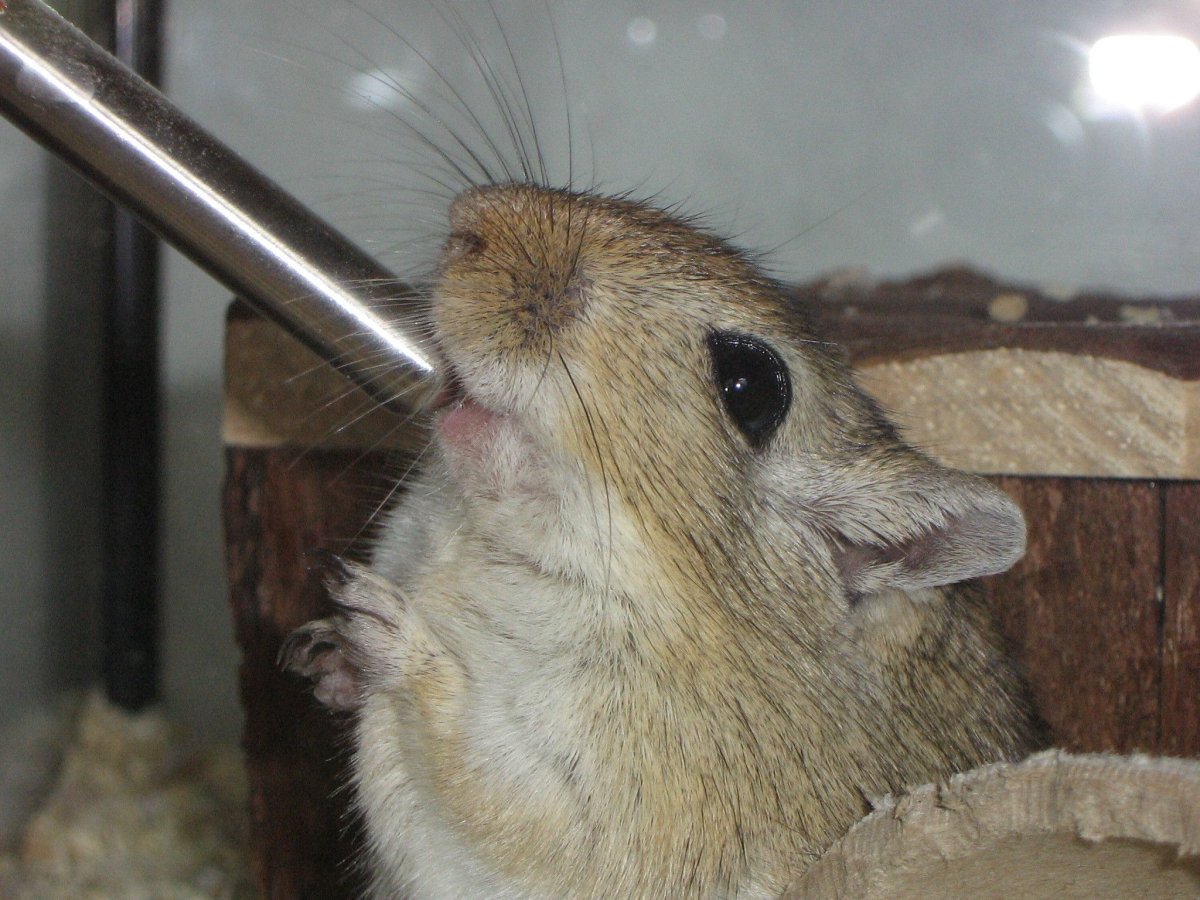 Короткоухая Песчанка