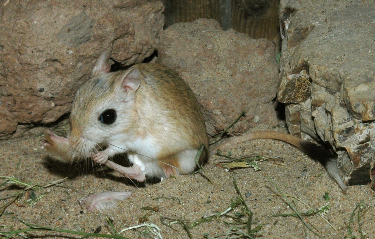 Мохноногий тушканчик (dipus Sagitta)