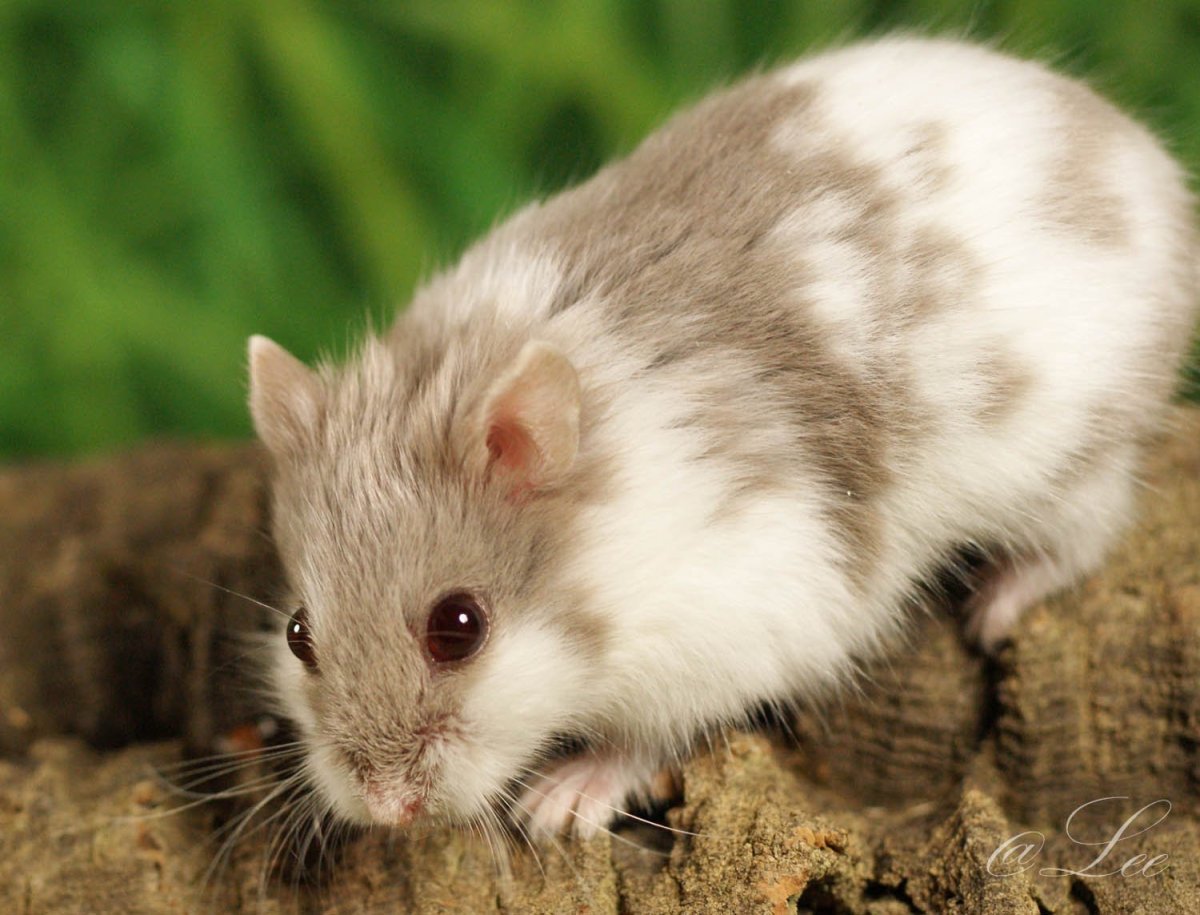 Хомяки породы Роборовского