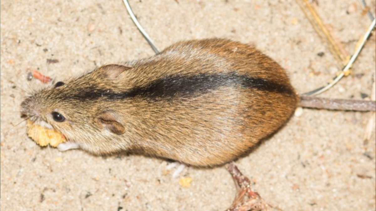 Полёвка рыжая полосатая