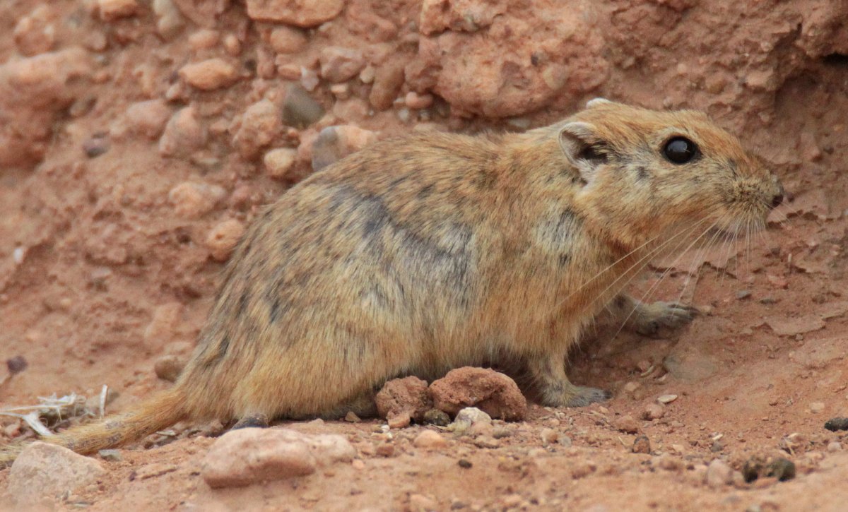 Короткоухая Песчанка