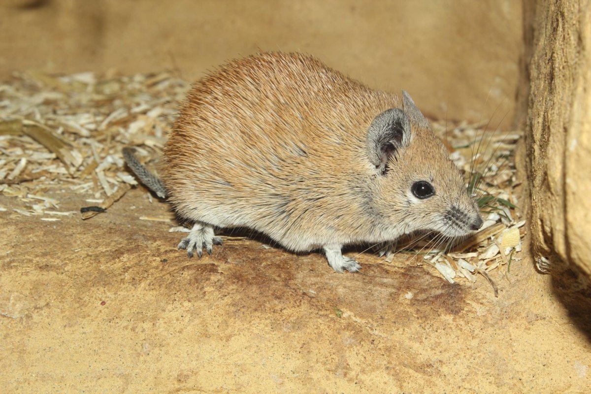 Золотистая иглистая мышь