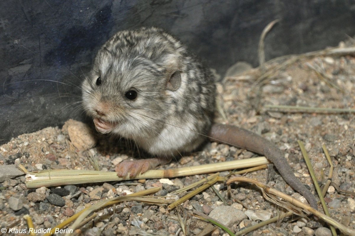 Пятнистый карликовый тушканчик