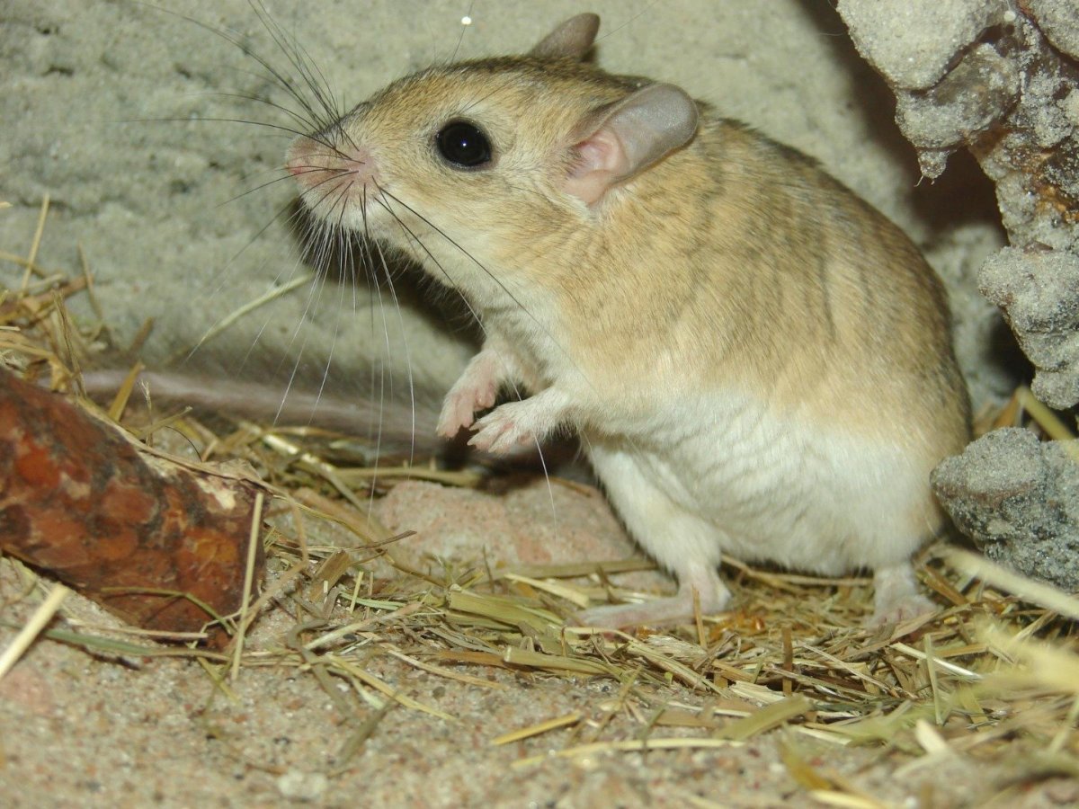 Песчанка пушистохвостая сикитамус