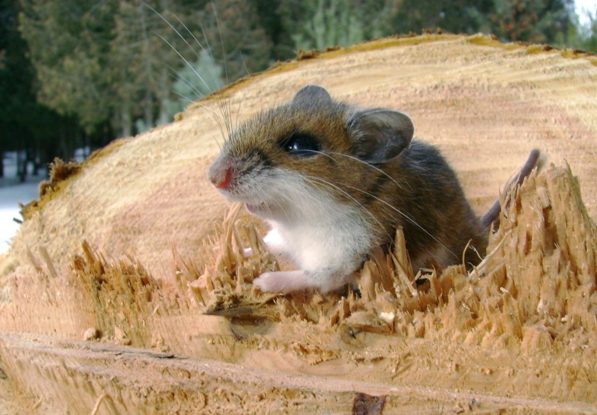 Степная мышовка