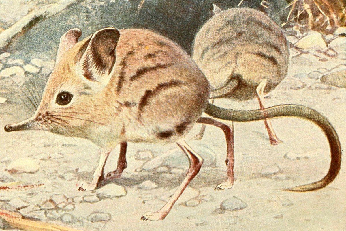 Прыгунчик слоновая землеройка