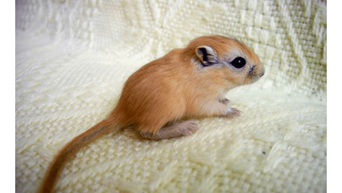 Песчанка детеныш