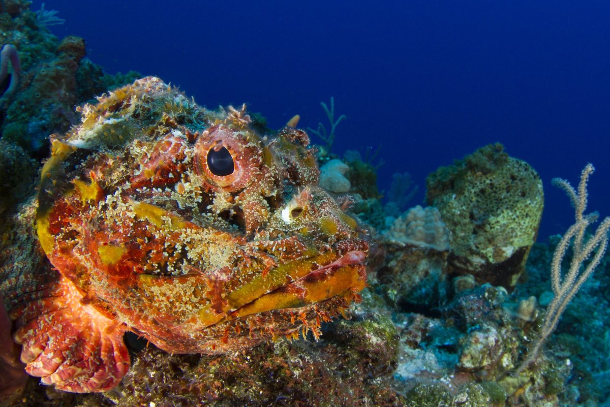 Рыба скорпена (крылатка).