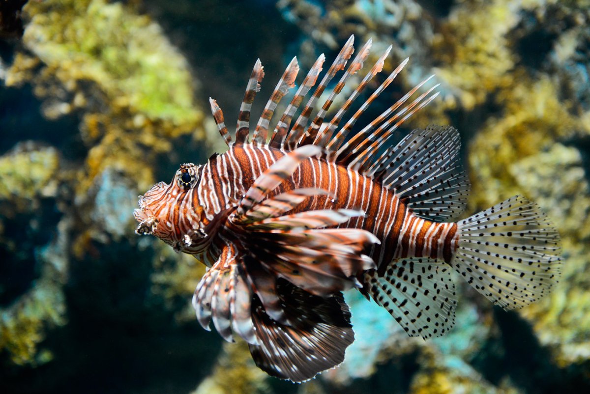 Маленькая рыбка фугу