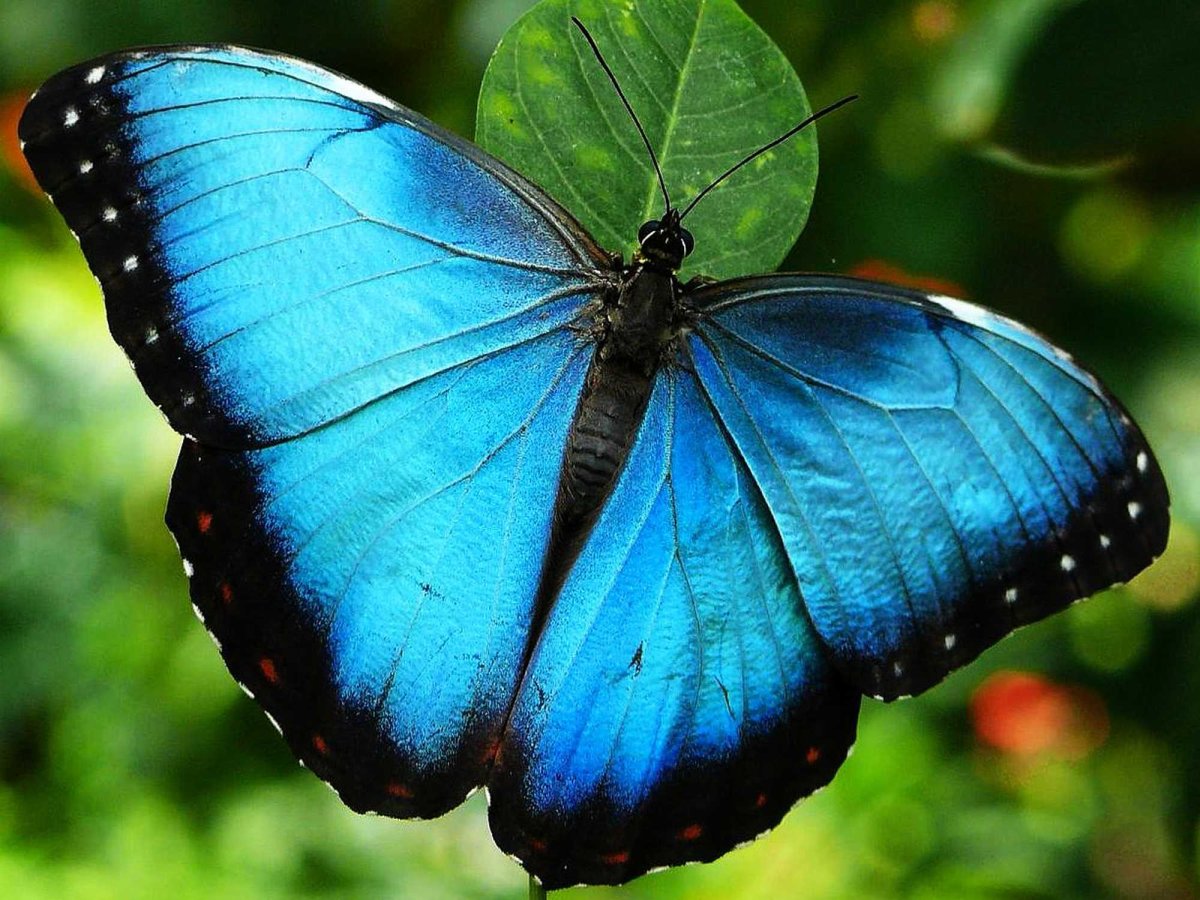 Бабочка Блю Морфо