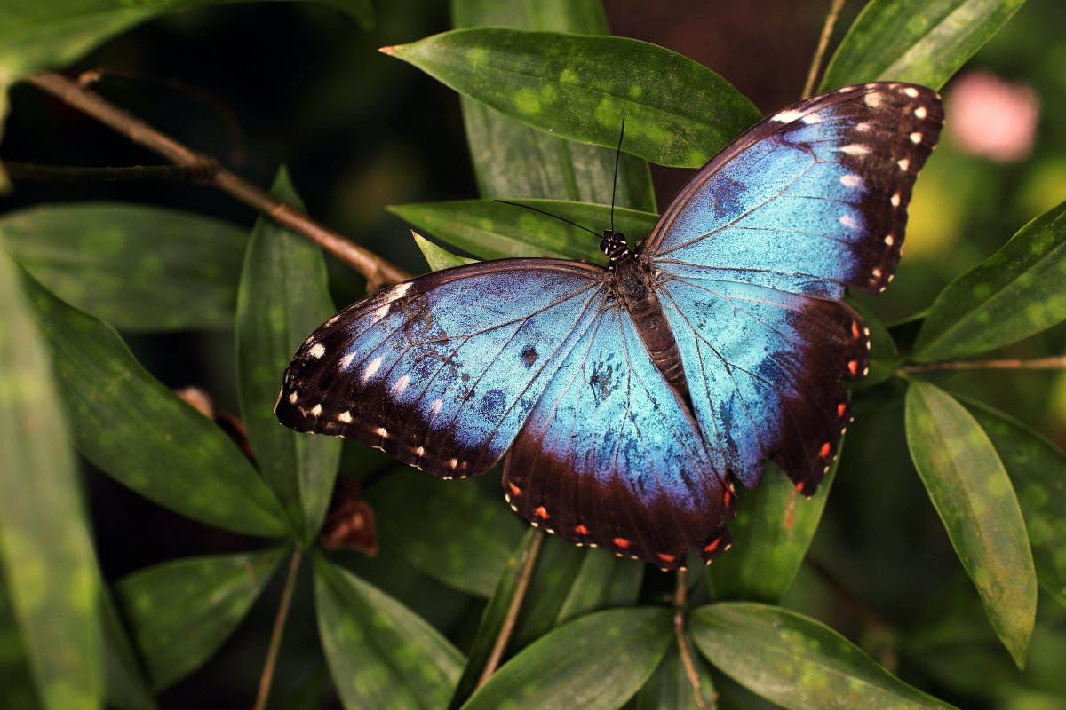 Morpho Didius бабочка