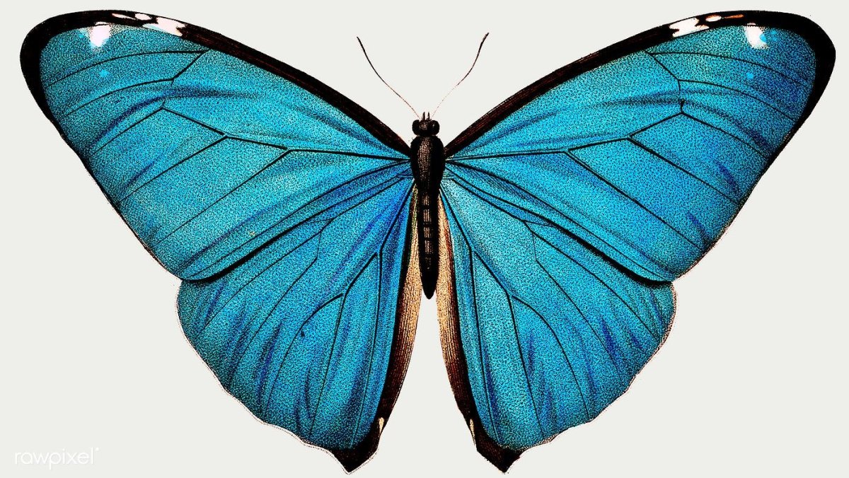 Голубая Морфо