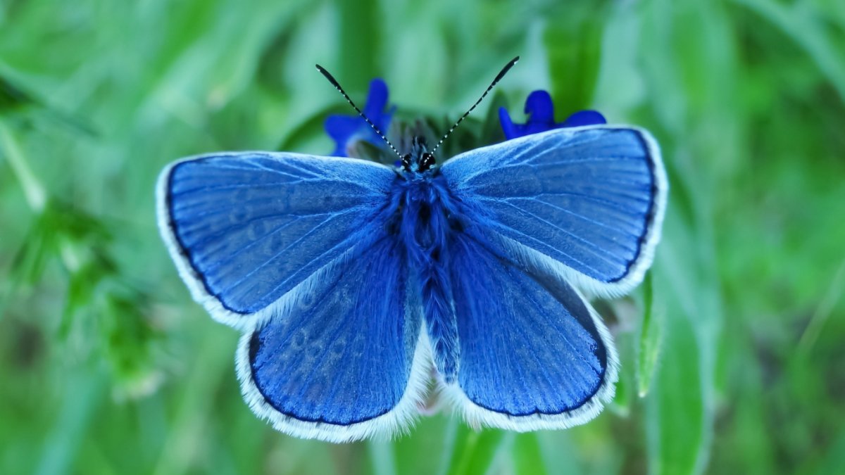 Библис бабочка