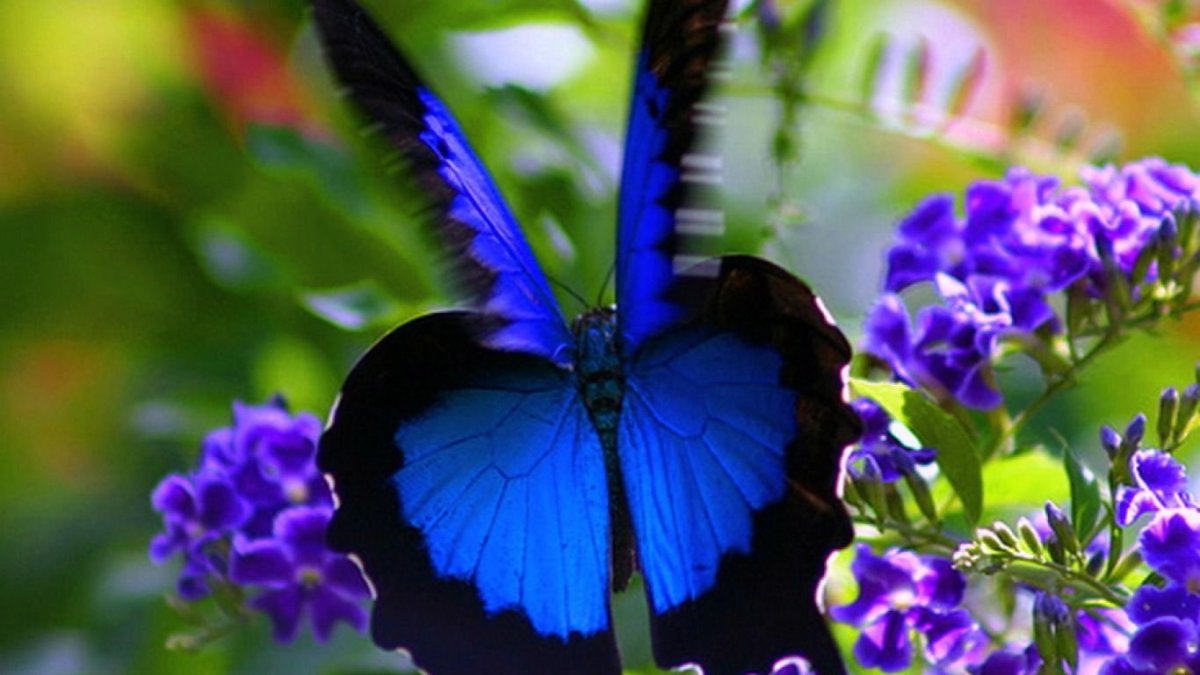 Бабочка синяя парусник Улисс