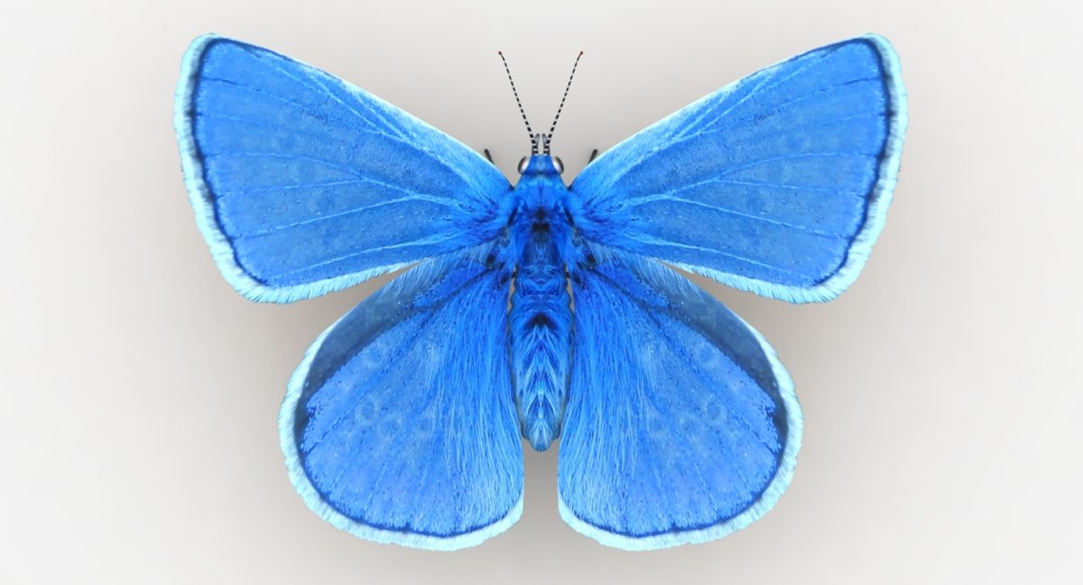 Бабочка синяя 3d