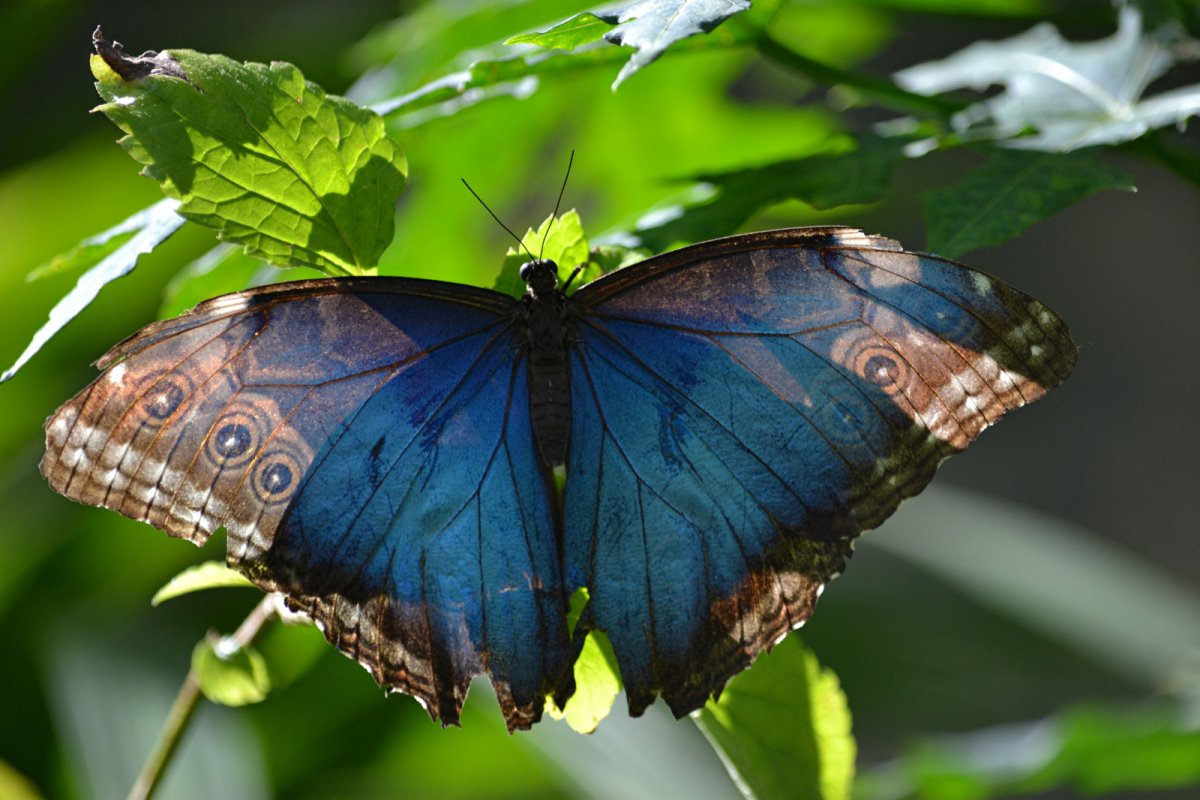 Морфо Дидиус бабочка в природе