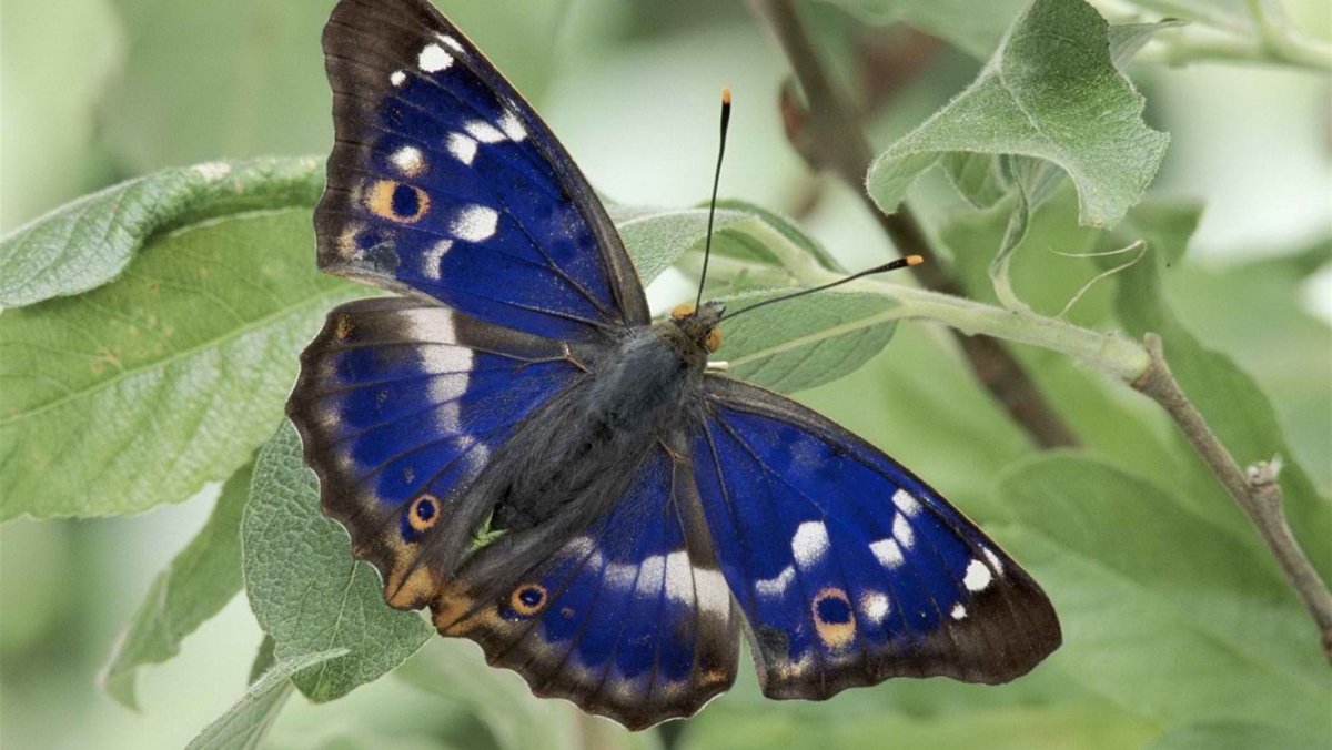 Переливница Ивовая бабочка