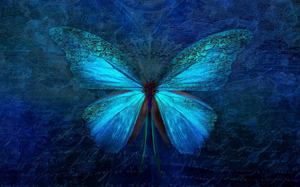 Синяя бабочка