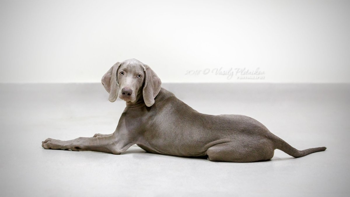 Немецкая порода собак Веймаранер