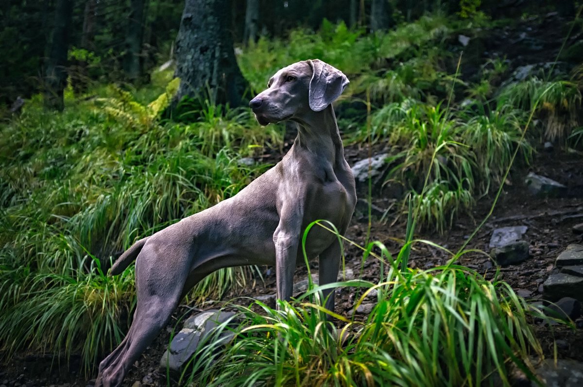 Weimaraner William Wegman