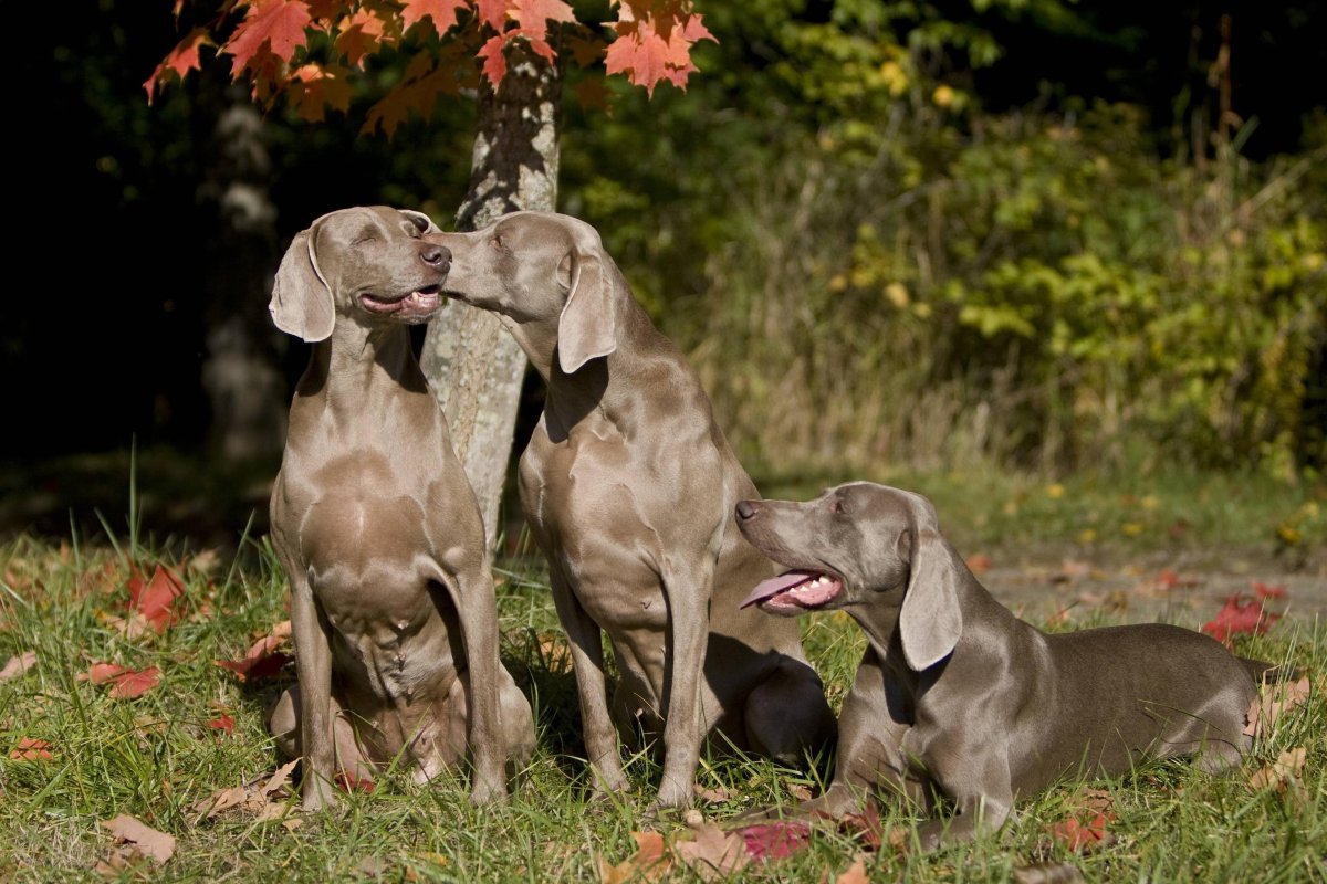 Веймаранер fur