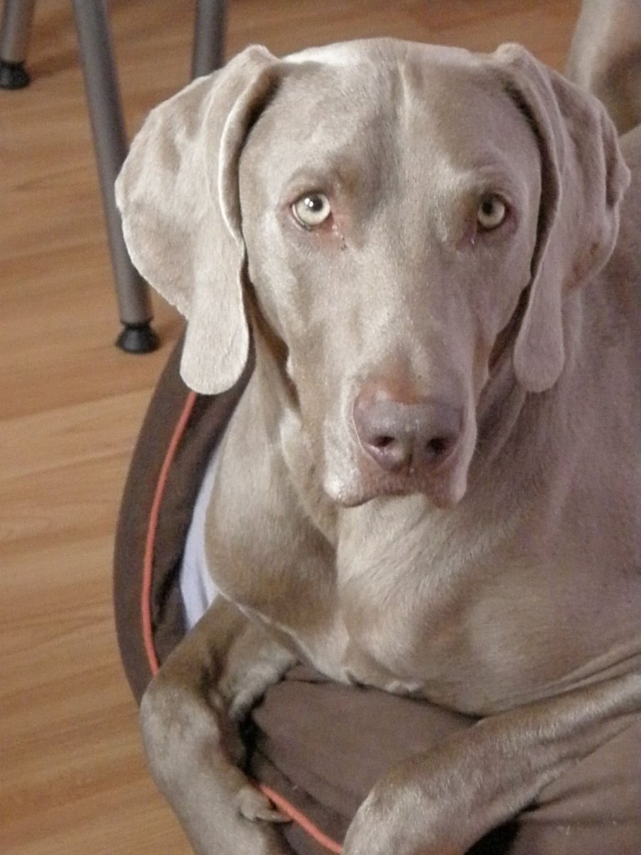 Веймаранер клоун