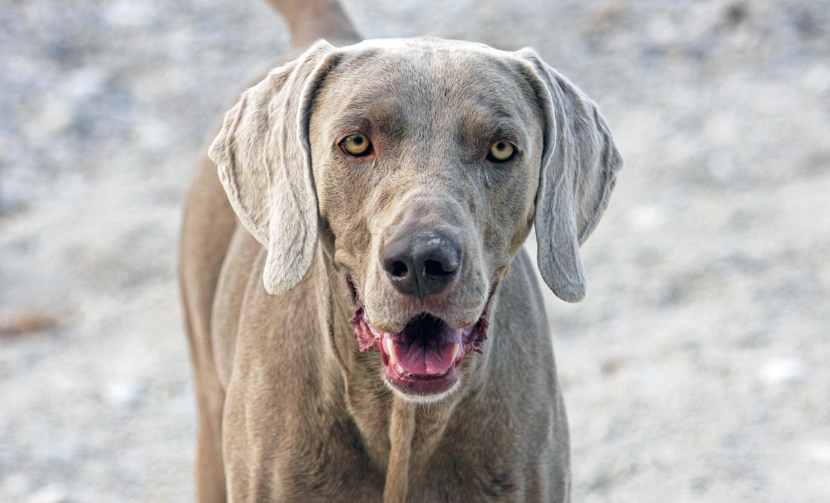 Веймаранер легавая