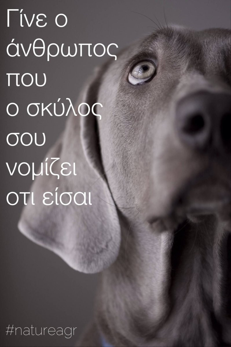 Веймар собака щенок