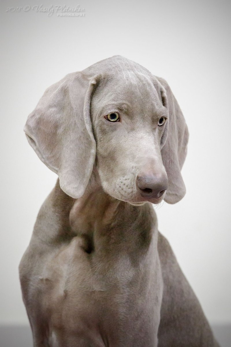 Гончая Веймаранер голубая