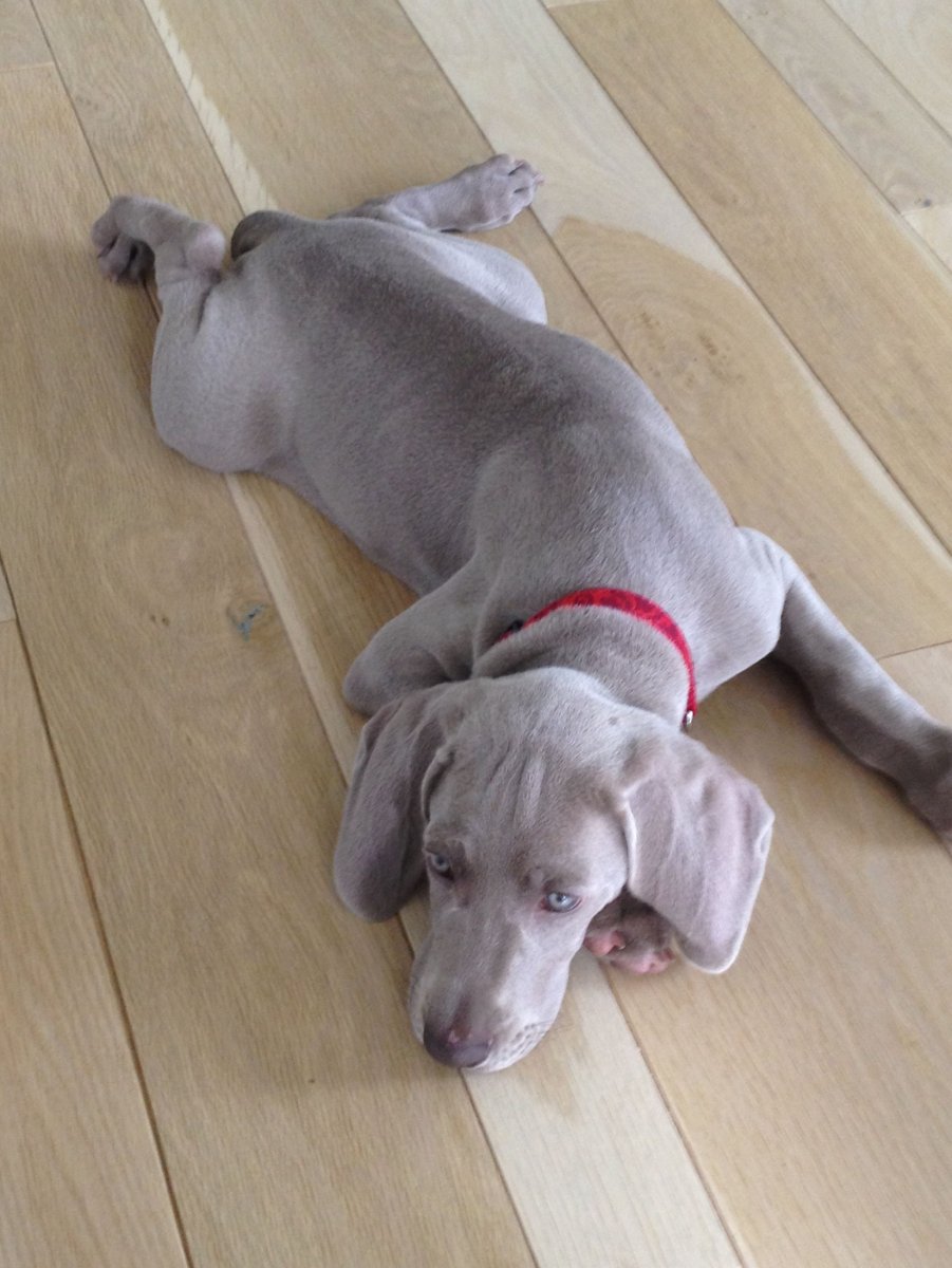 Гончая Веймаранер