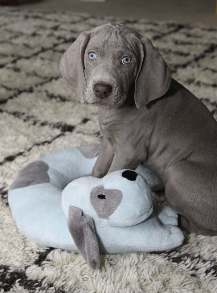 Выжла серая Веймаранер