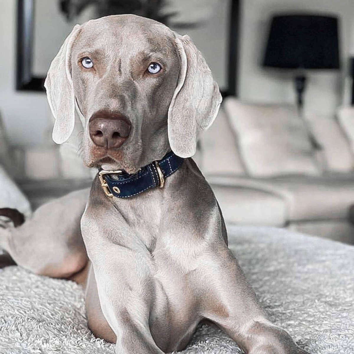 Веймаранер щенок