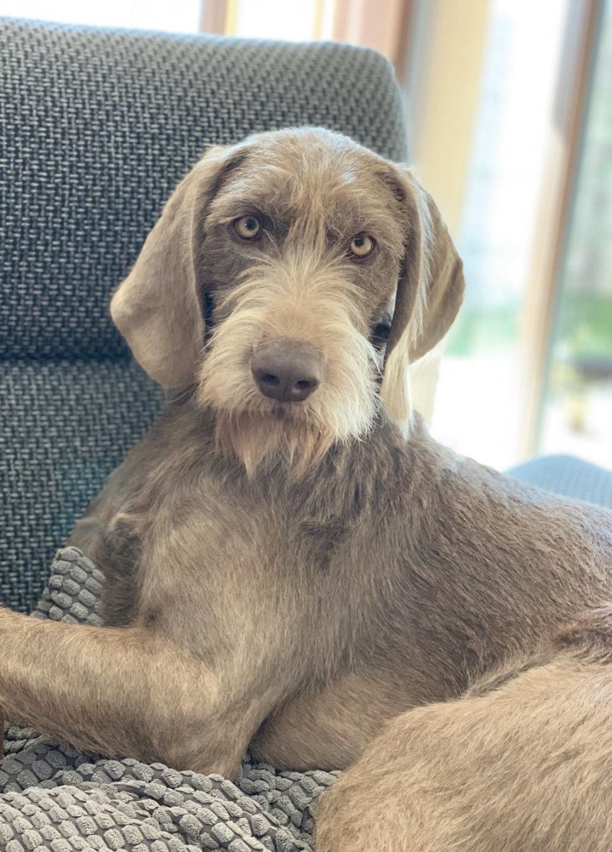 Веймаранер лабрадор