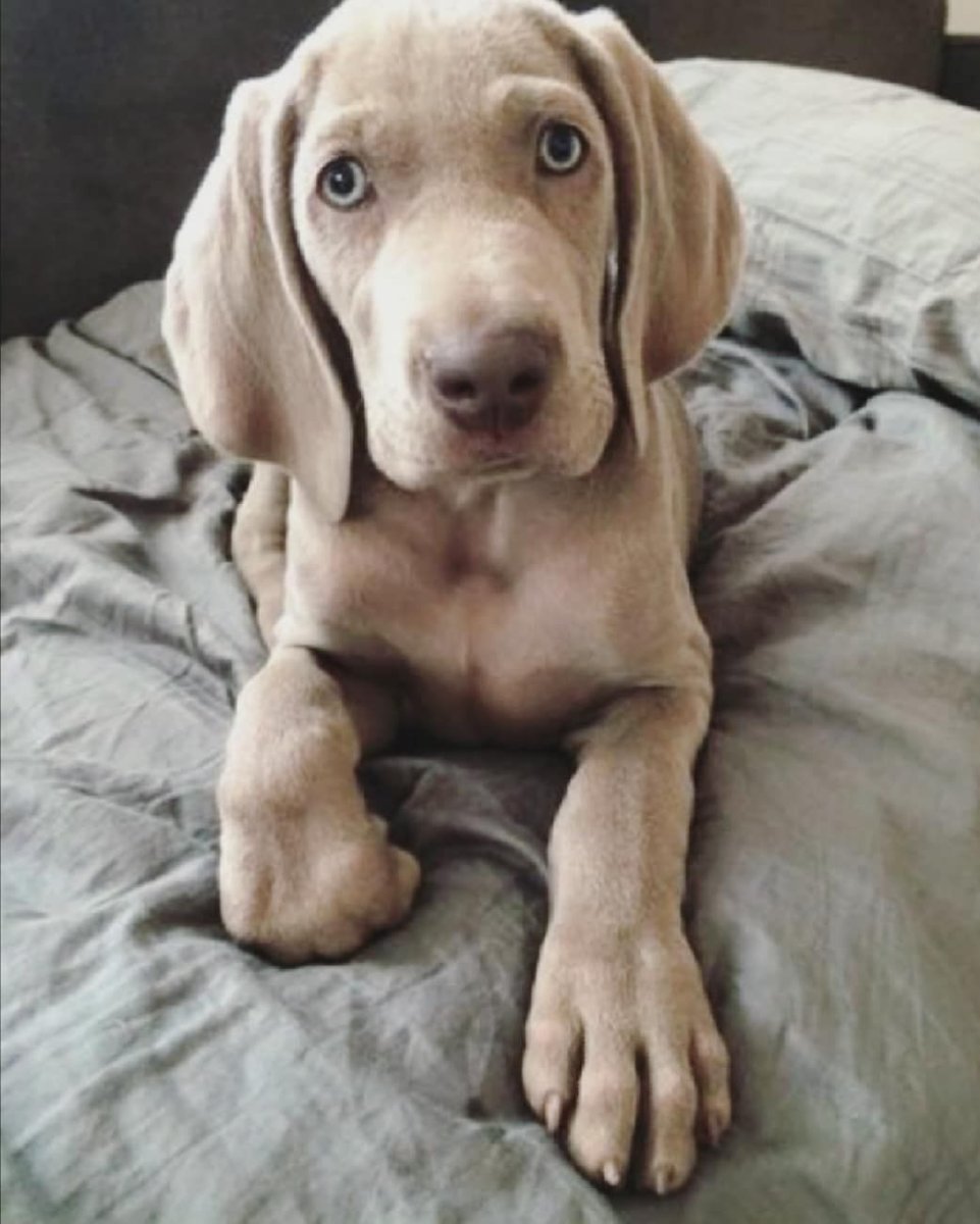 Веймаранер Харлоу