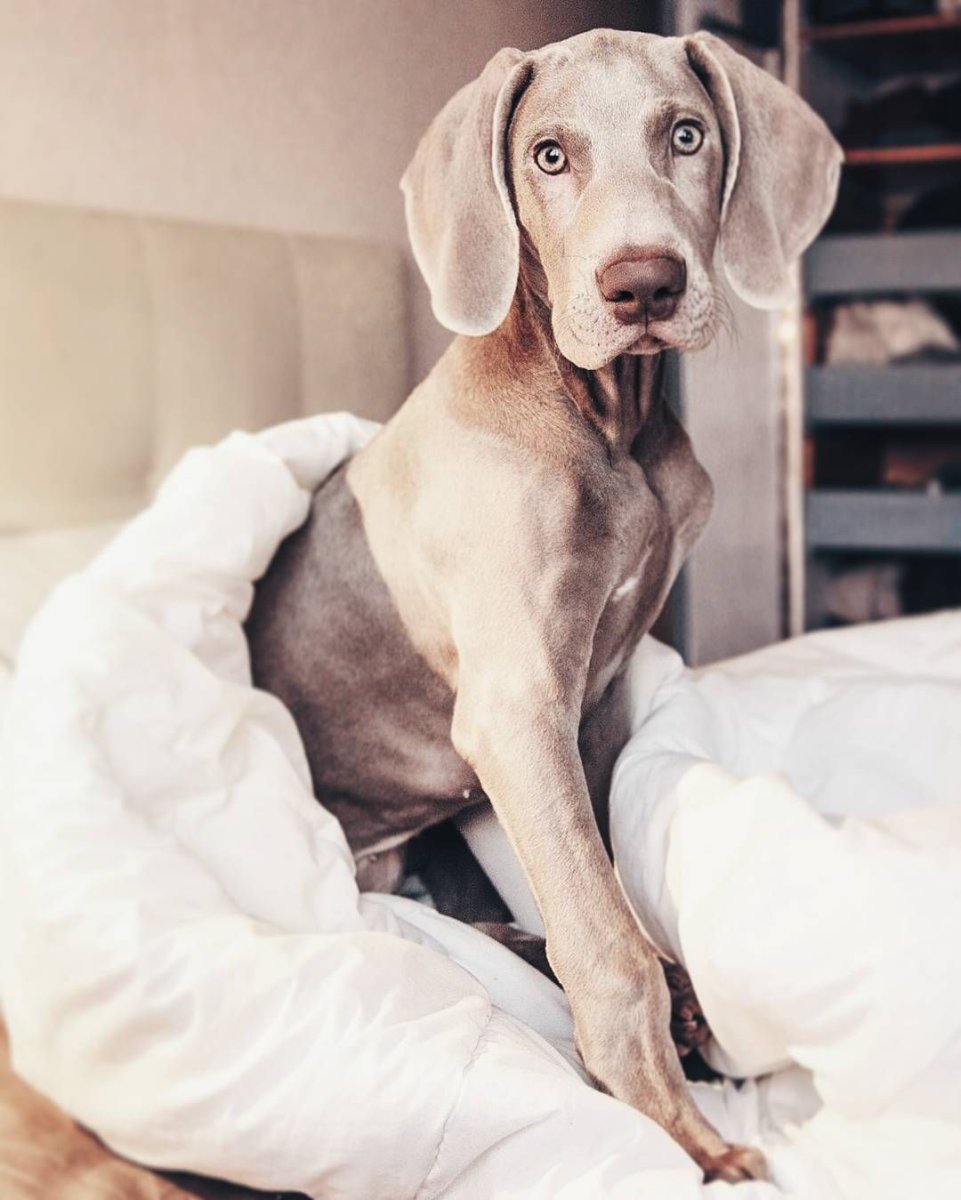 Веймаранер серебряный