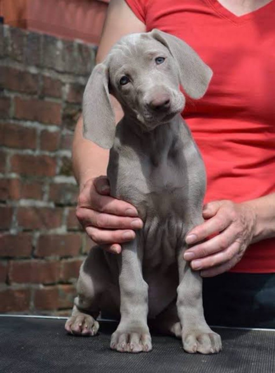 Веймаранер описание породы характер