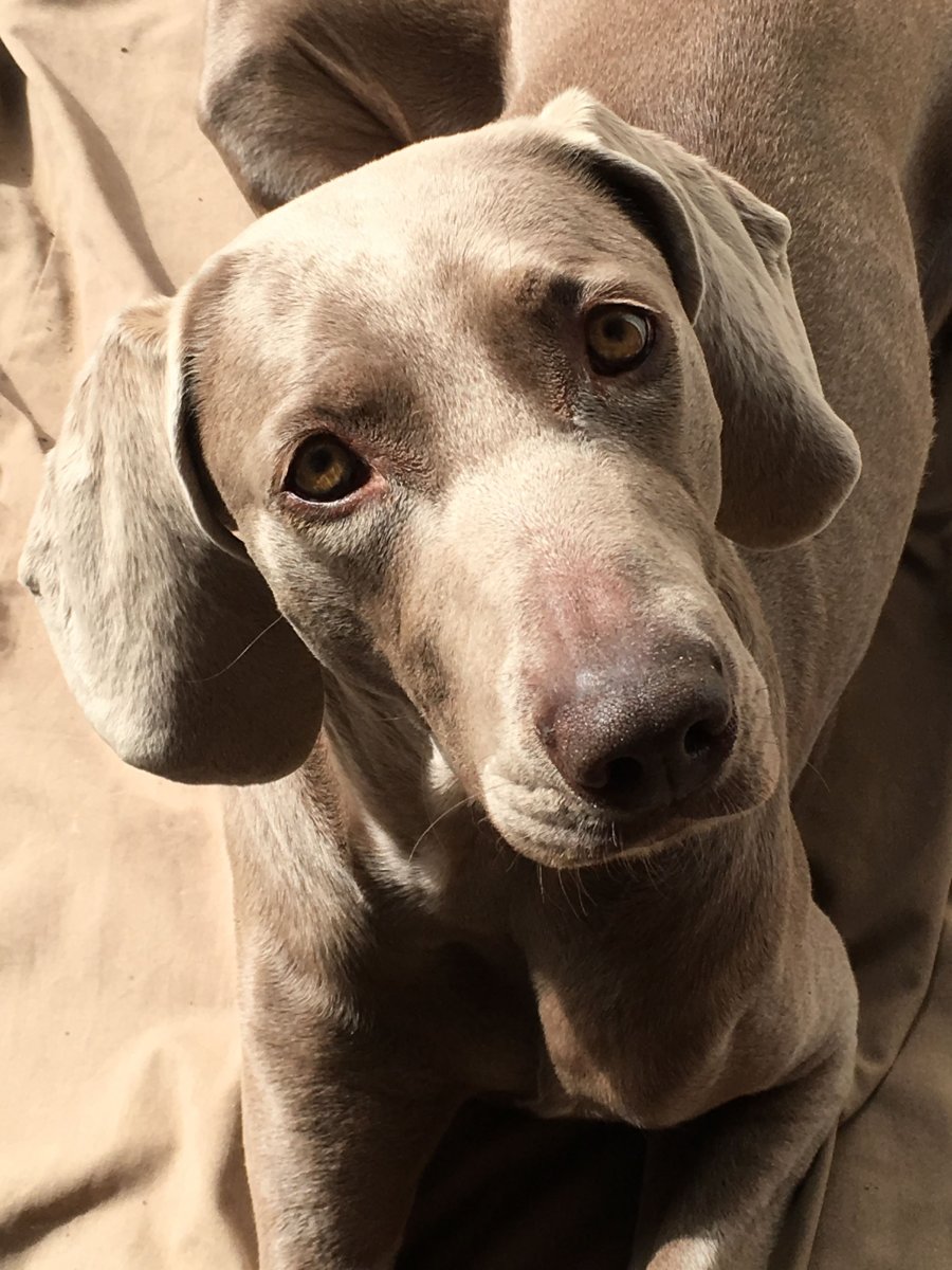 Веймаранер лабрадор