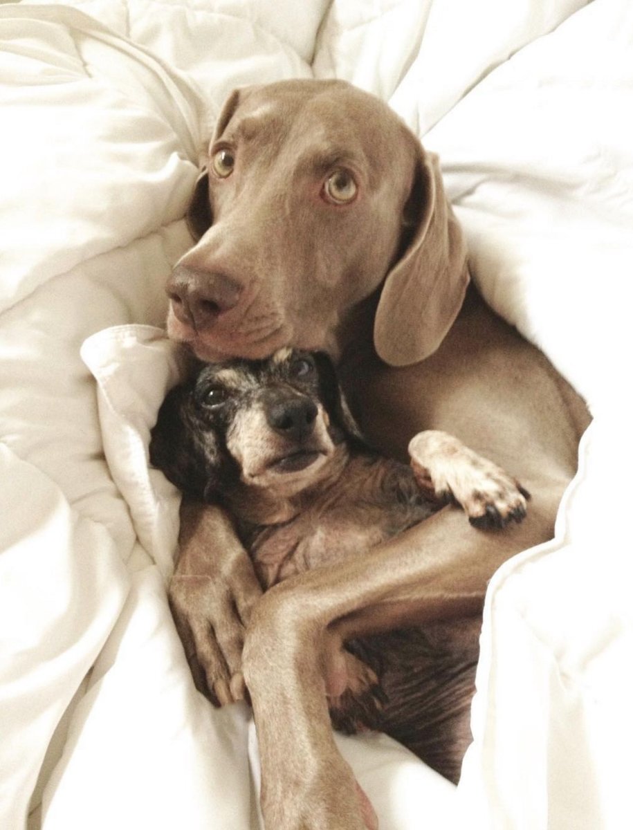 Охотничья порода Веймаранер