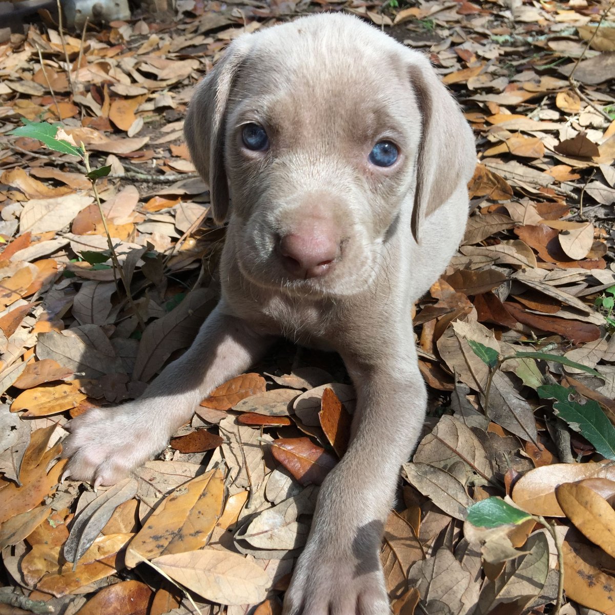 Жесткошерстный Веймаранер