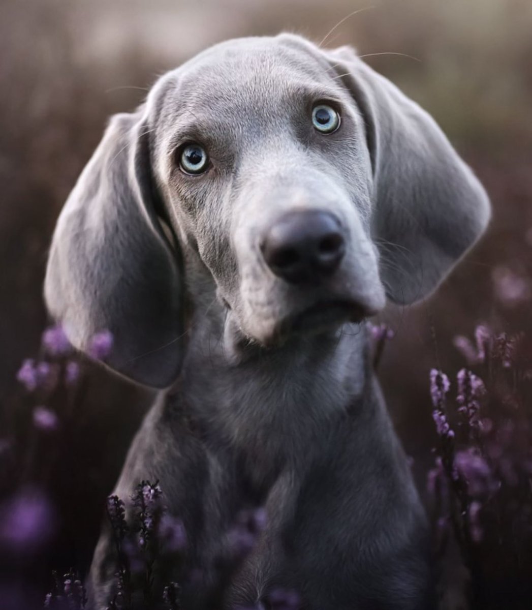 Гончая Веймаранер