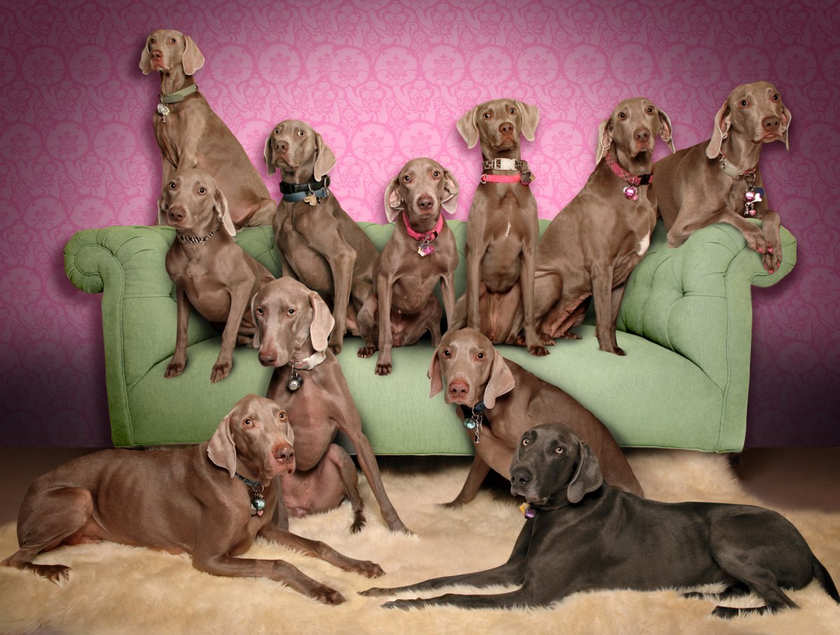 Веймаранер Уильям Вегман