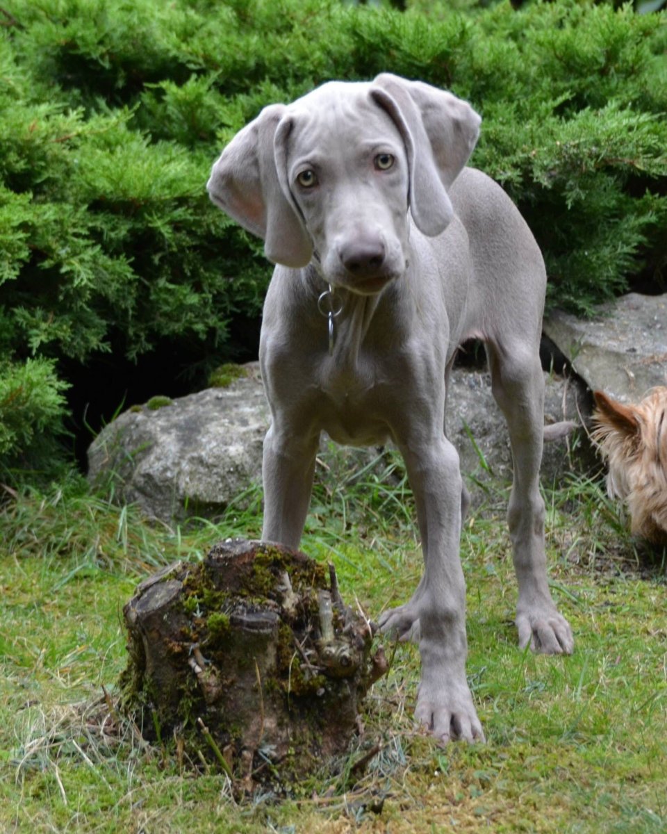 Веймаранер морда