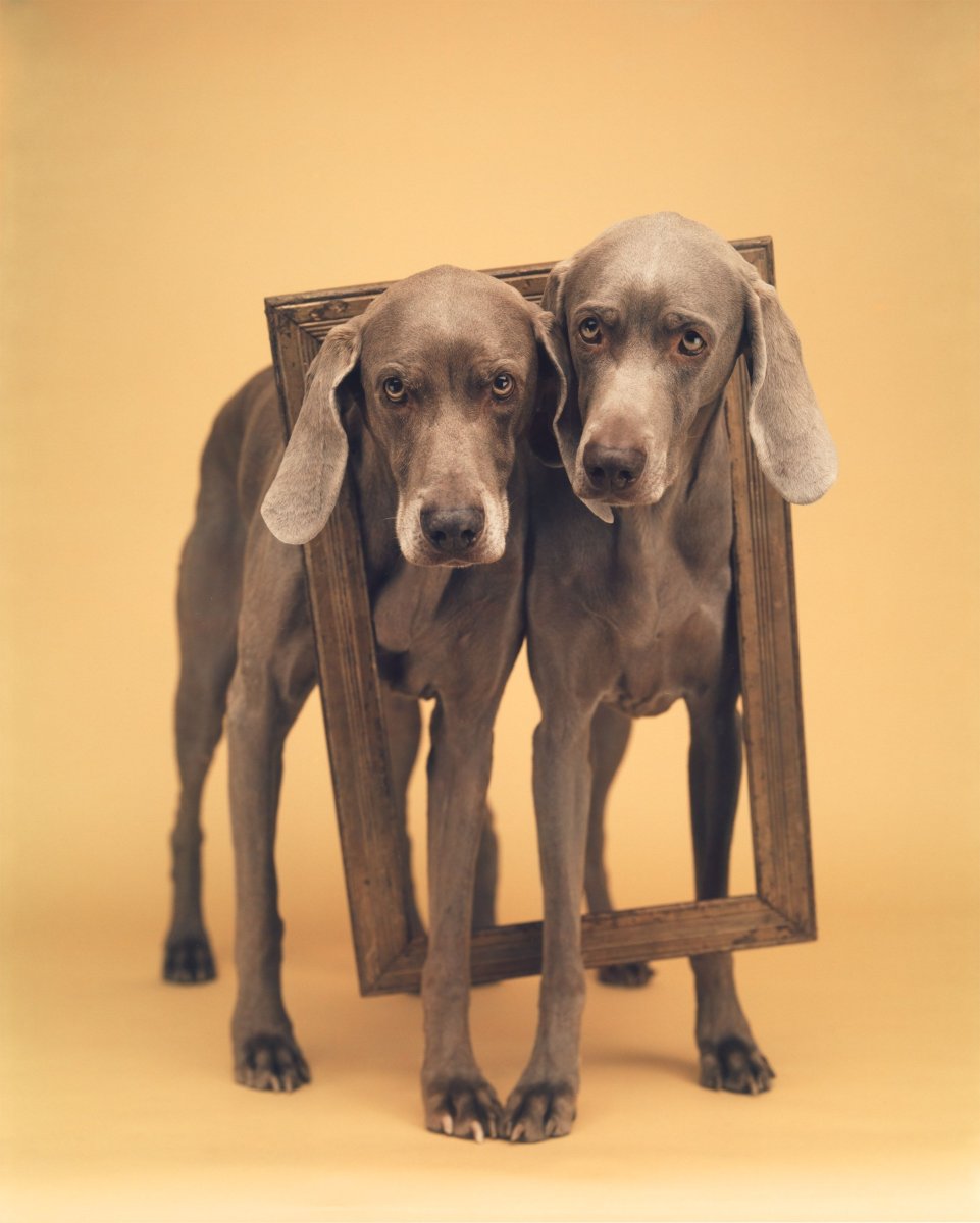 Порода собак Веймаранер