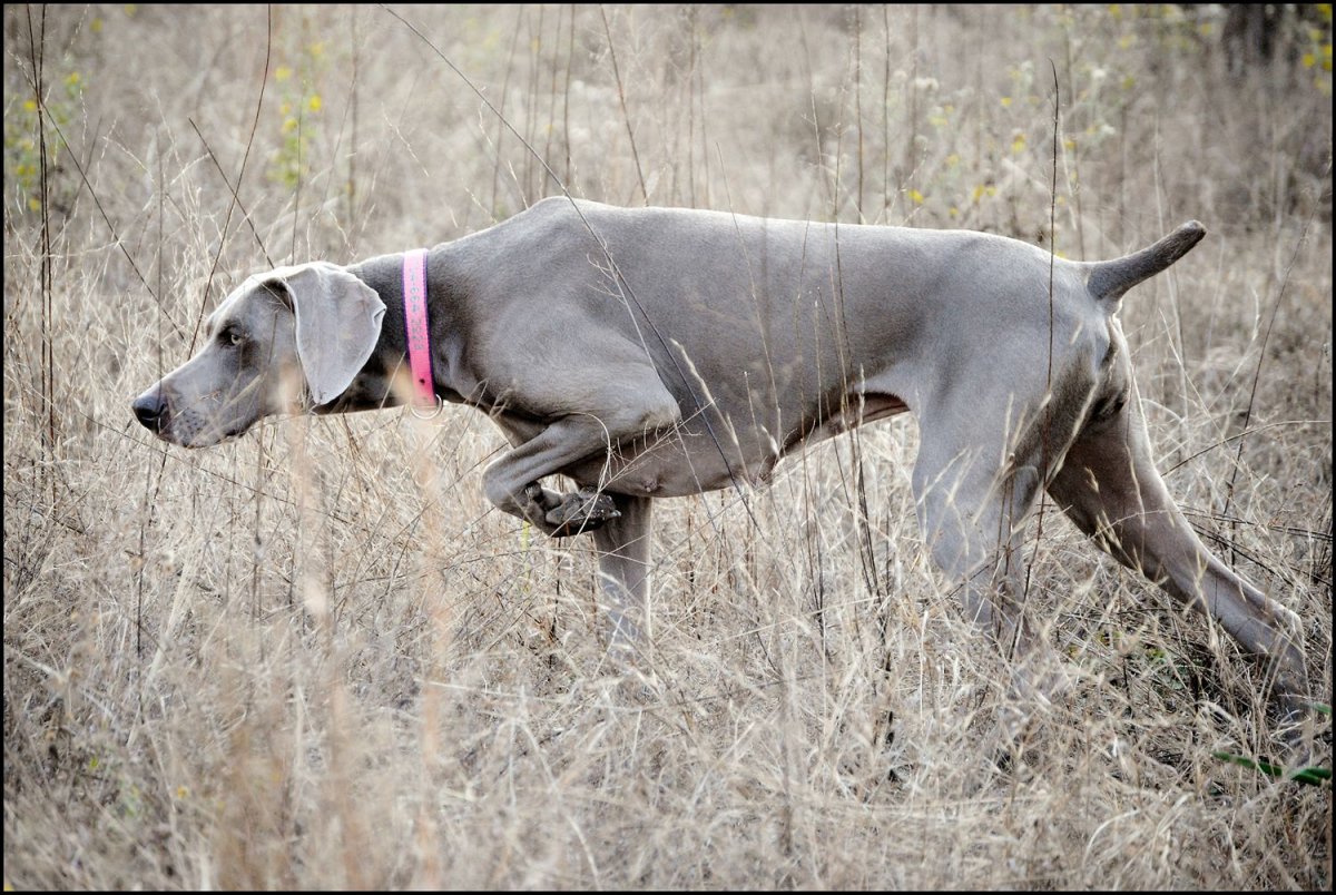 Веймаранер собака