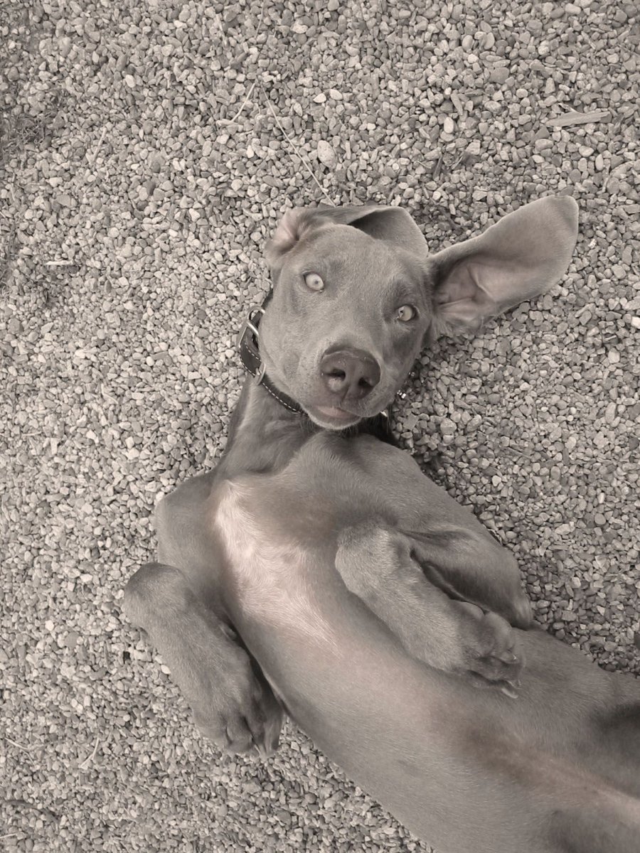 Веймарская легавая