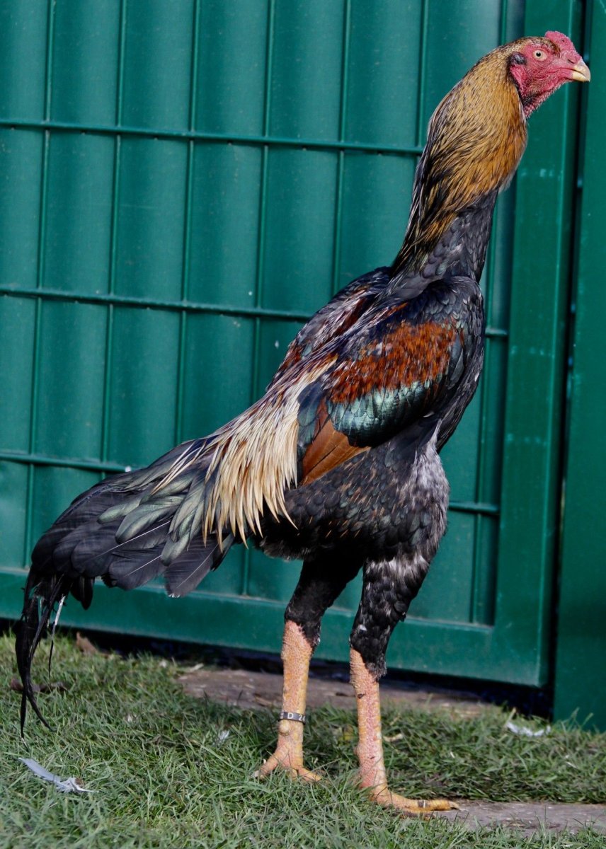 Дакан Куланги