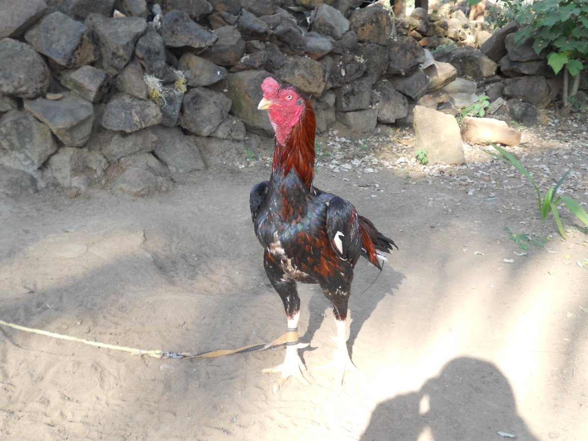 Гальский Бойцовый петух
