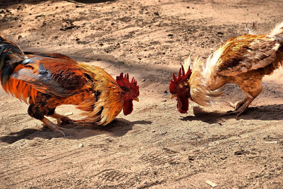 Дакан Хороз