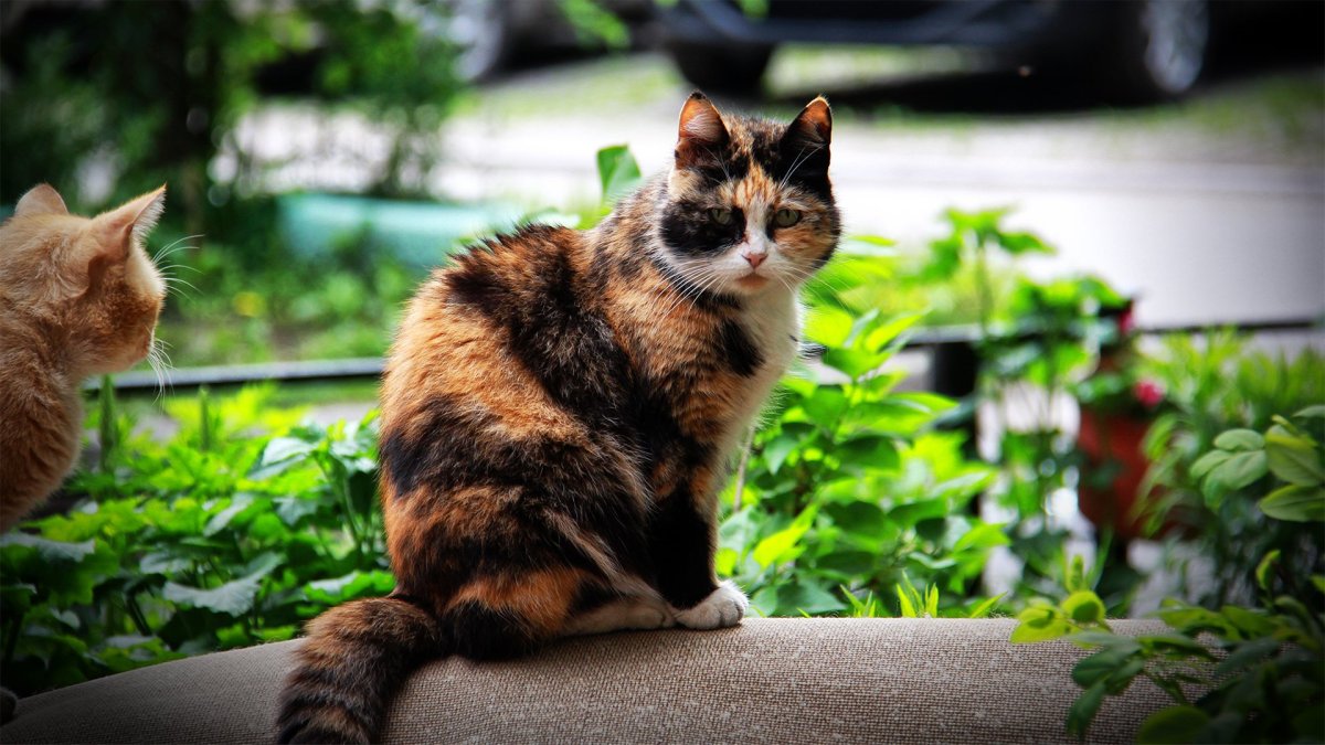 Черная трехцветная кошка